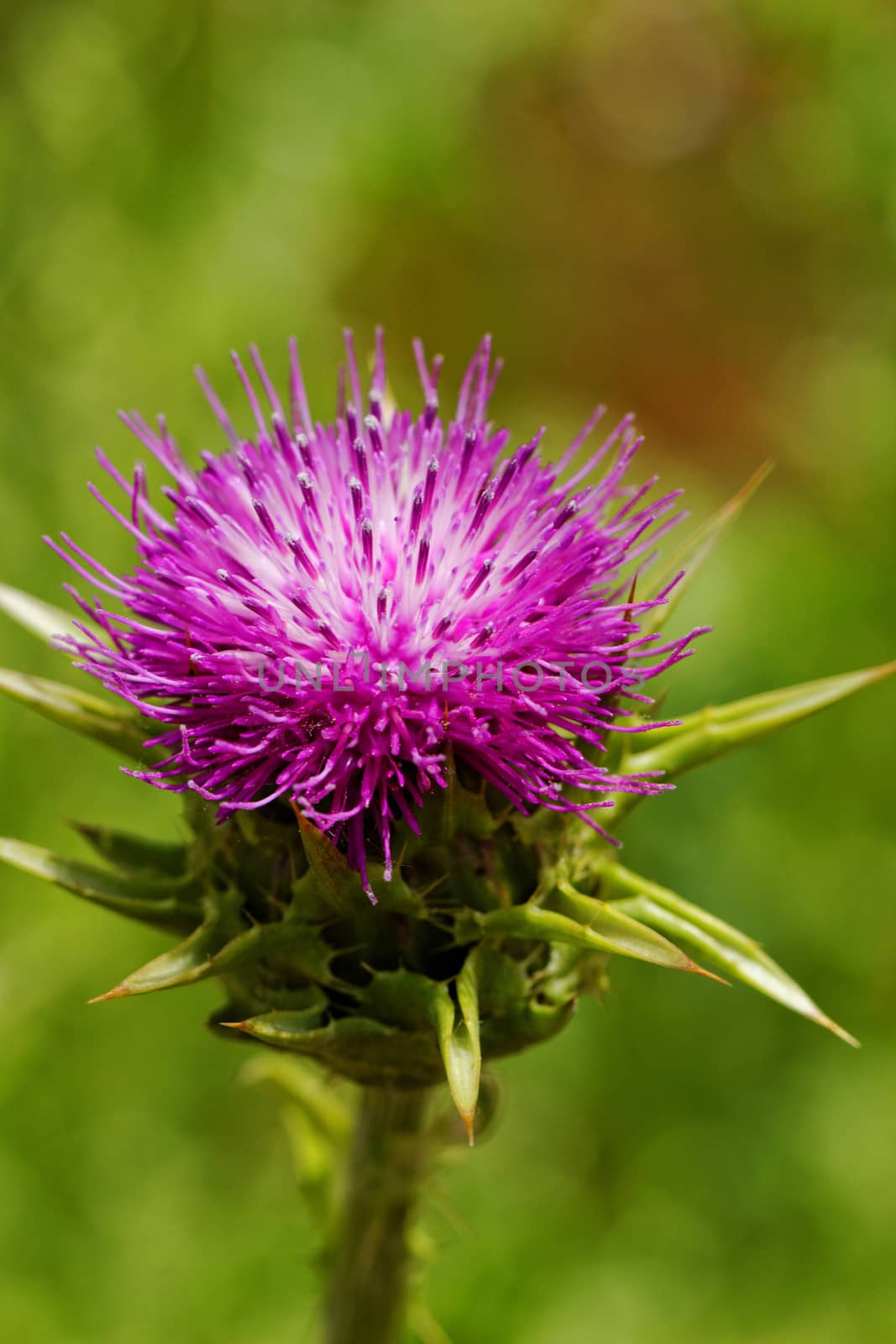 close-up about violet thistle flower on poppy field