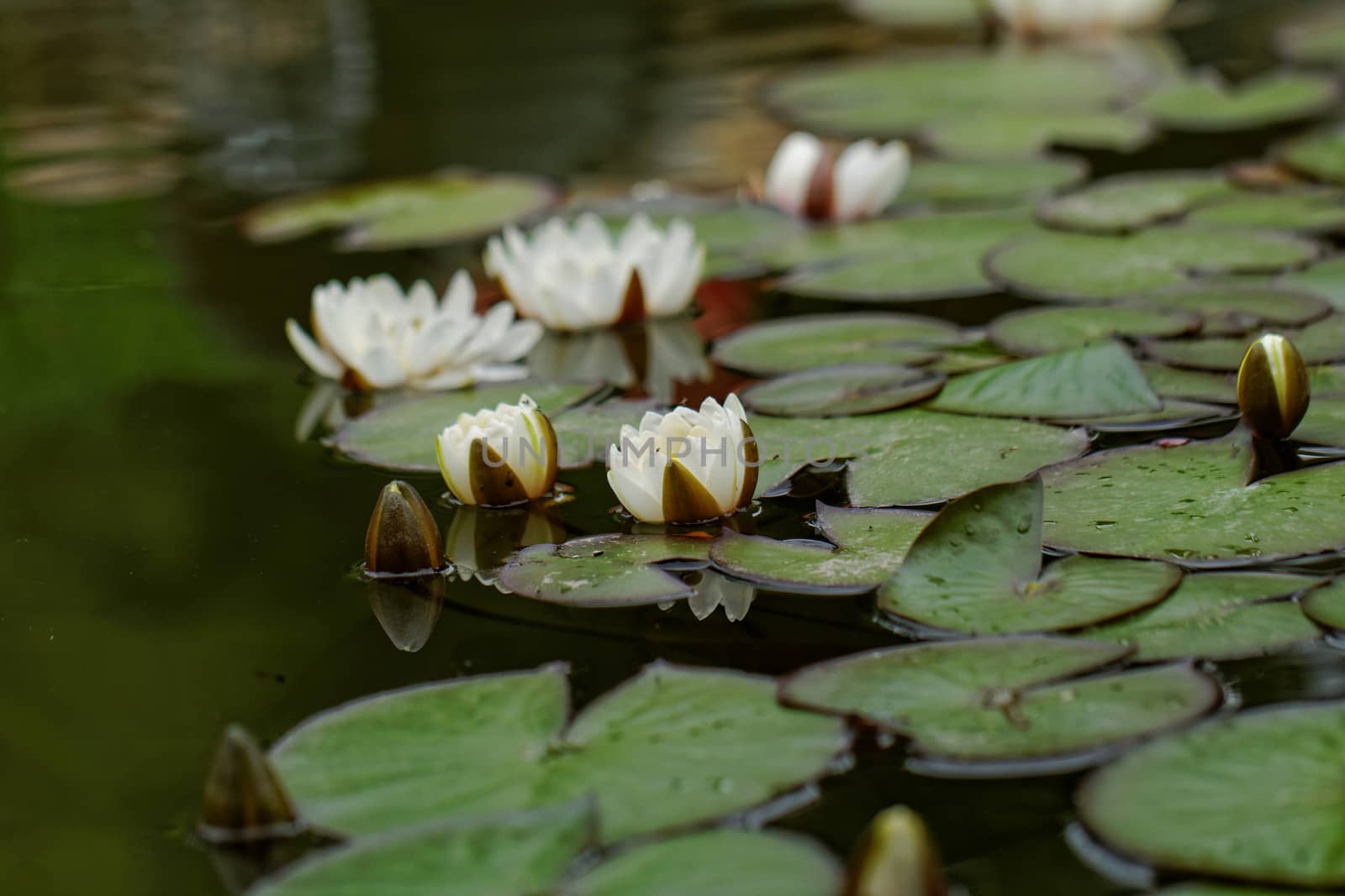 water lily on the pond by NagyDodo