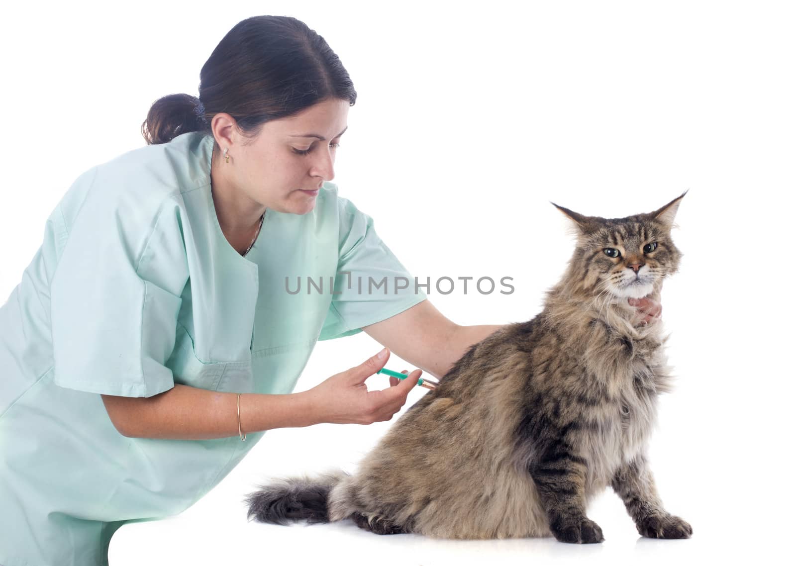 portrait of a purebred  maine coon cat and vet