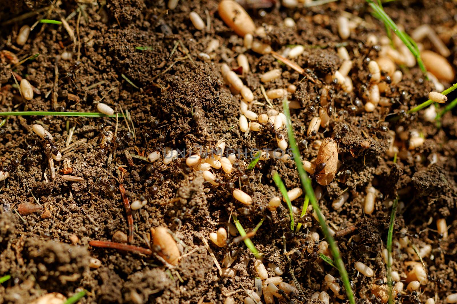 in the anthill moving ants the eggs