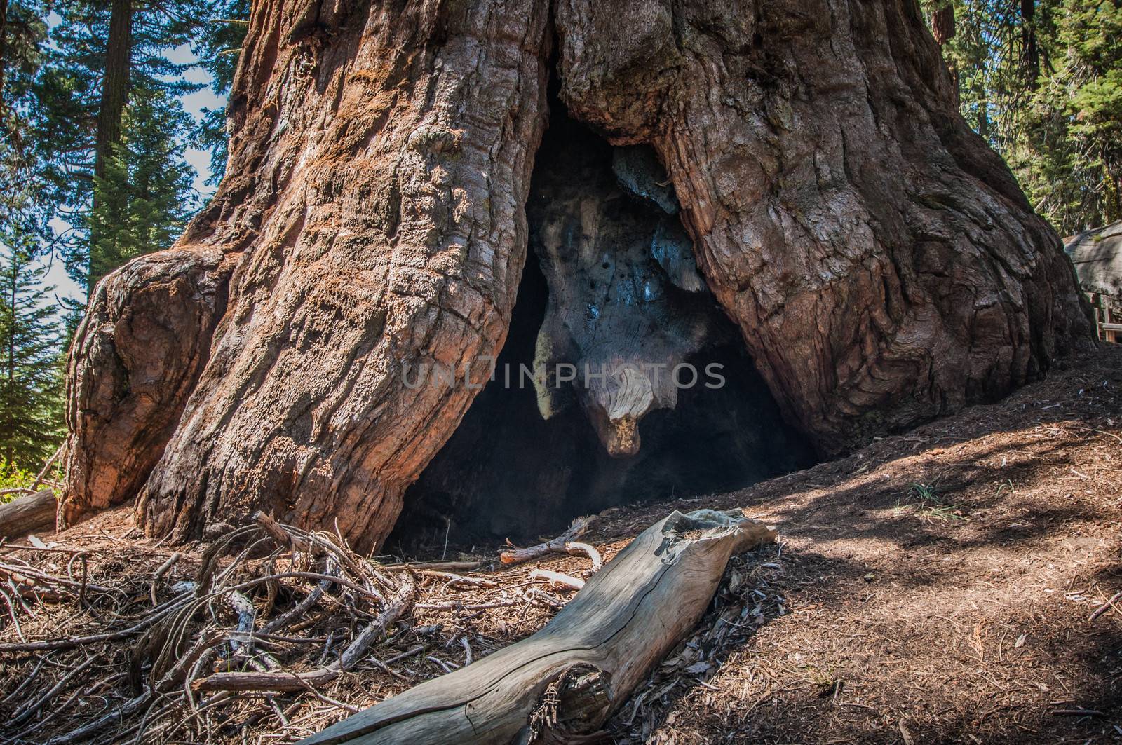 big tree root in Sequoia national park