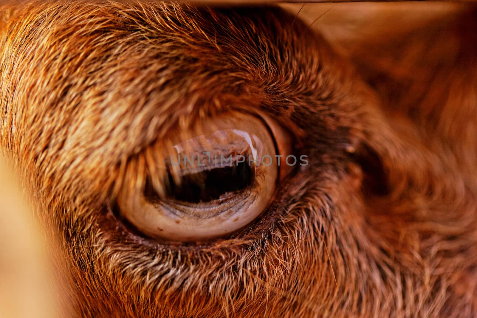 close up picture about yellow goats eye