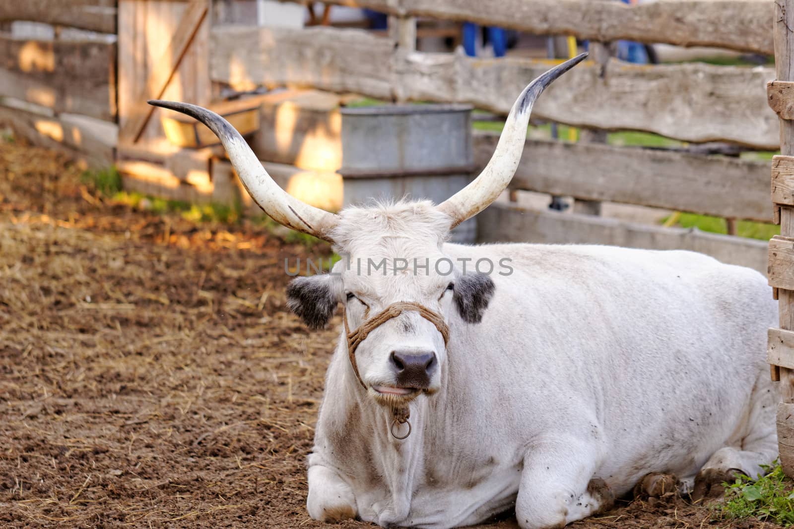 Ruminant Hungarian gray cattle bull in the corral