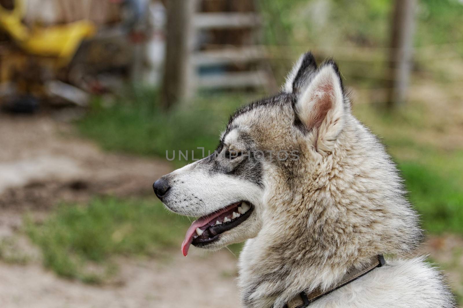 portrait of a beautiful husky dog with brown eyes