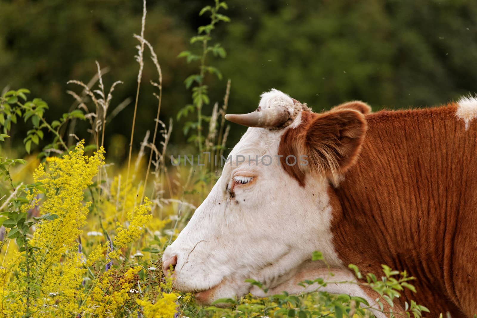 motley cow graze in a field (free range)