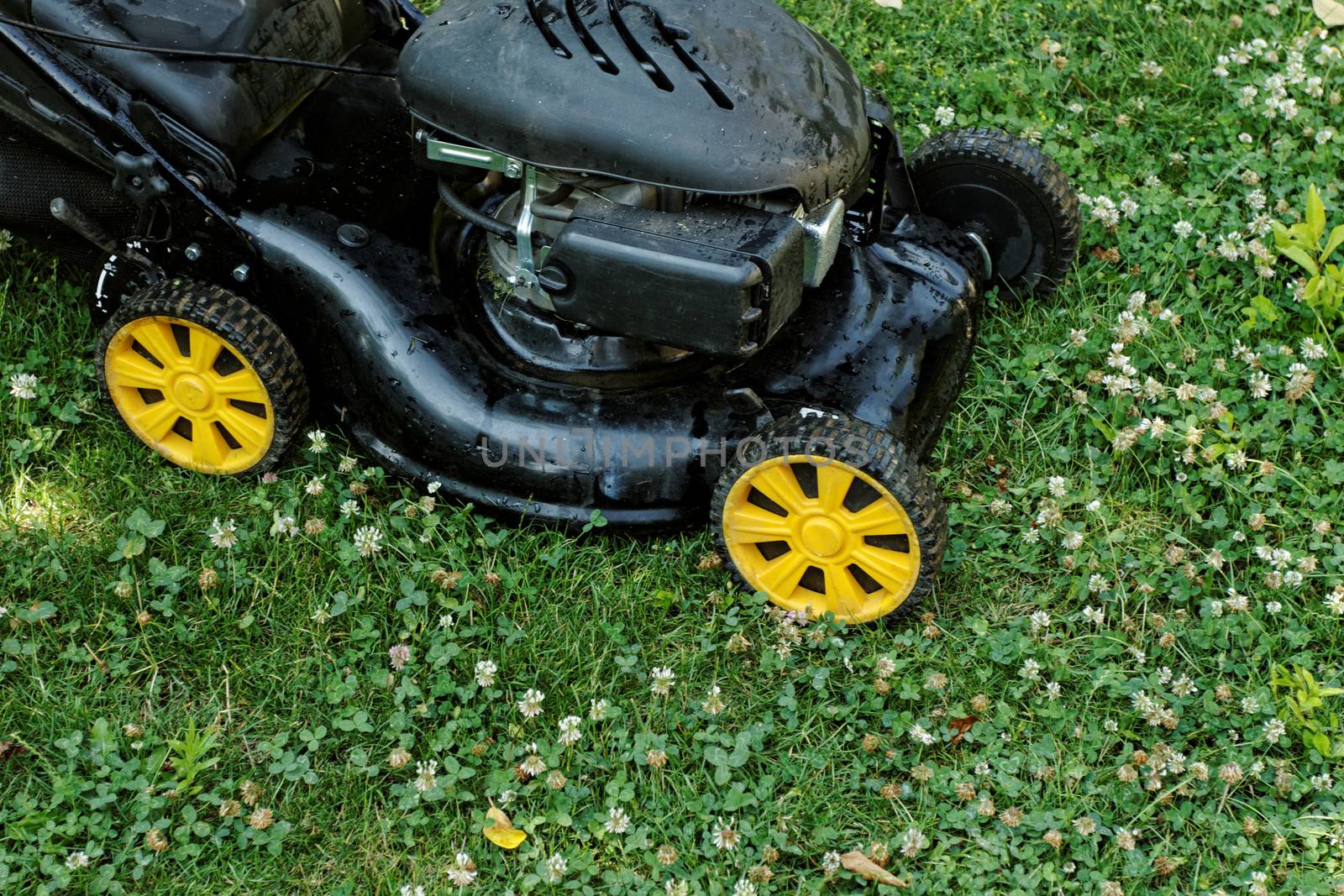 Black lawnmower in the garden lawn the grass with fuel engine