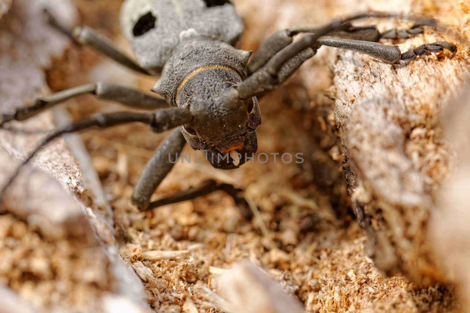 Macro portrait of the Capricorn Beetle in the nature