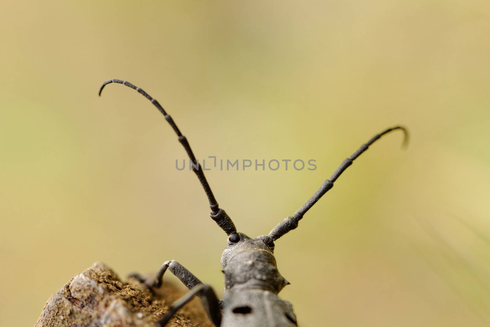 Macro photo of the Capricorn Beetle in the nature from back