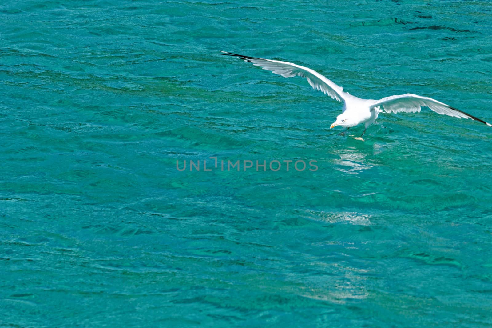 white seagull flying over blue, turquise sea