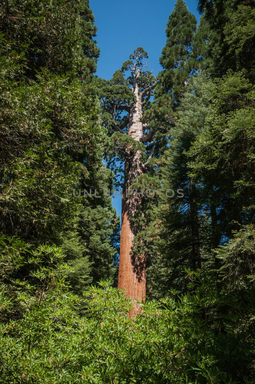 Sequoia forest by weltreisendertj