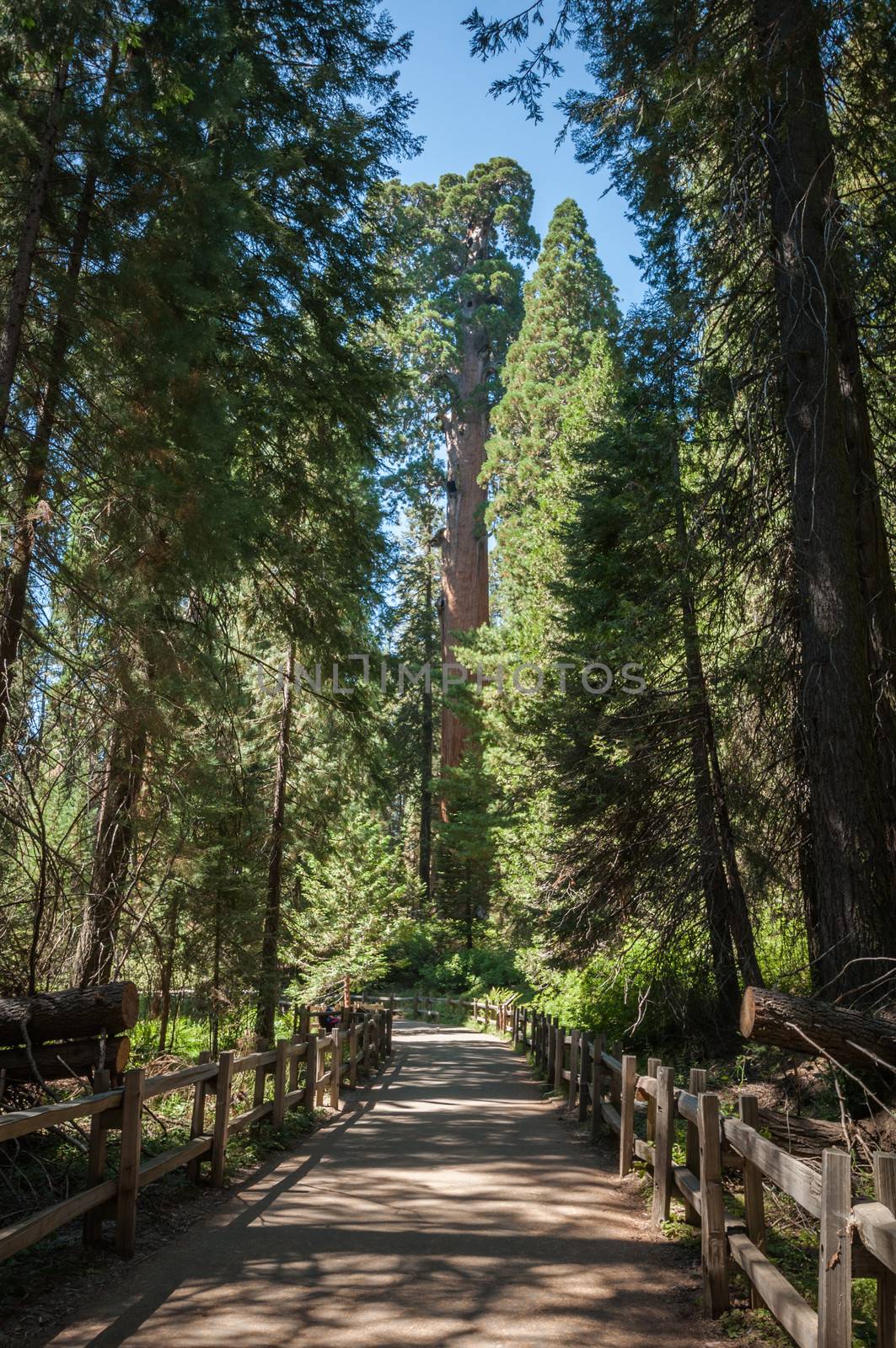 tree trail Sequoia national park forest