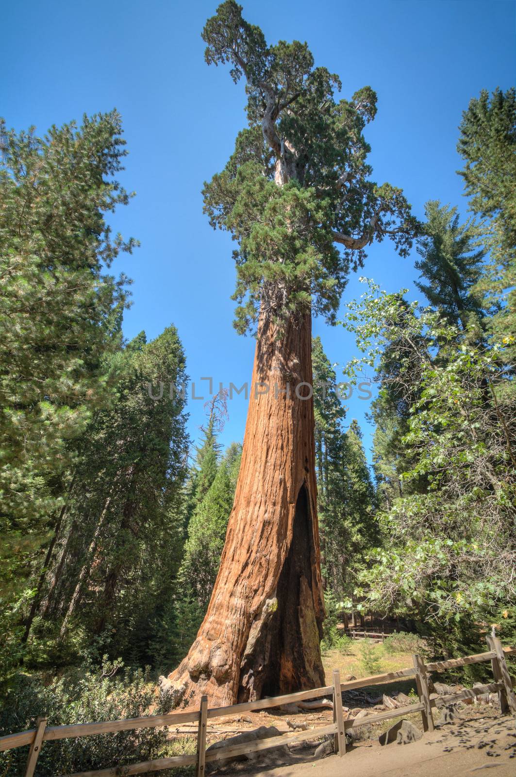tall tree panorama in Sequoia national park