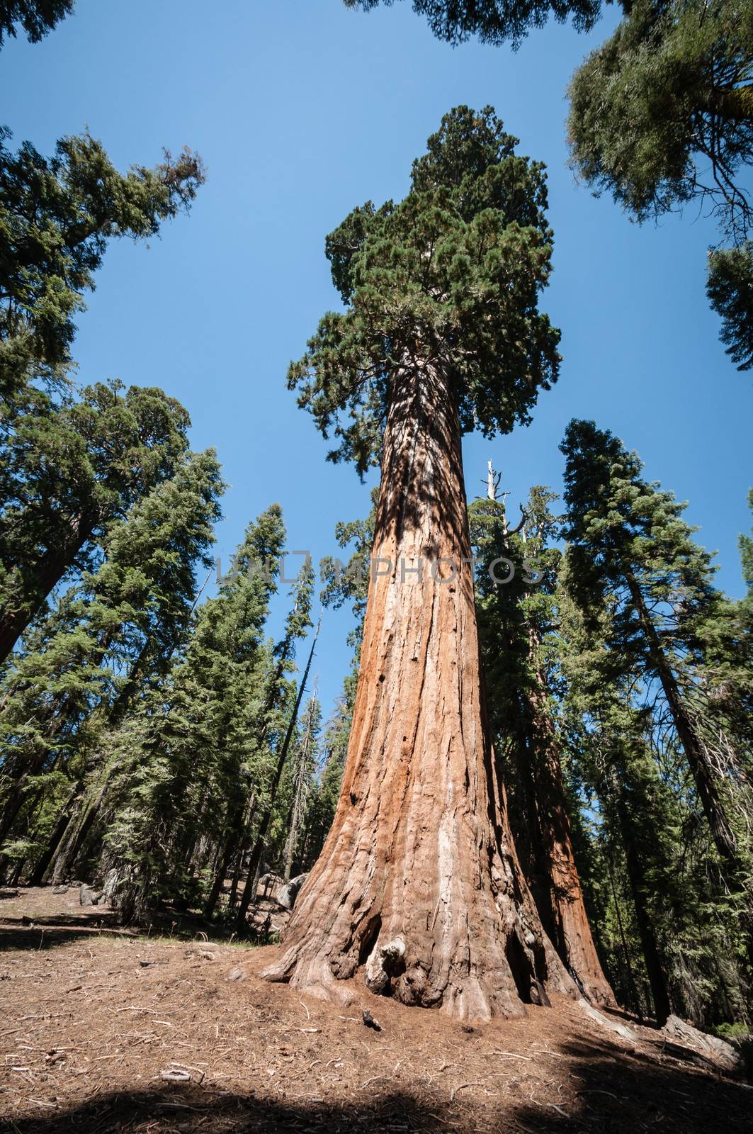 tall Sequoia  tree by weltreisendertj