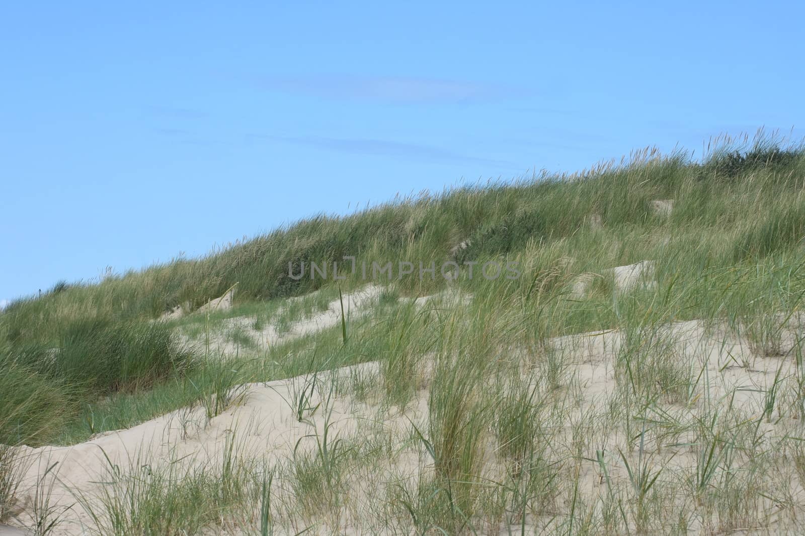 Dunes along the North Sea coast in Belgium