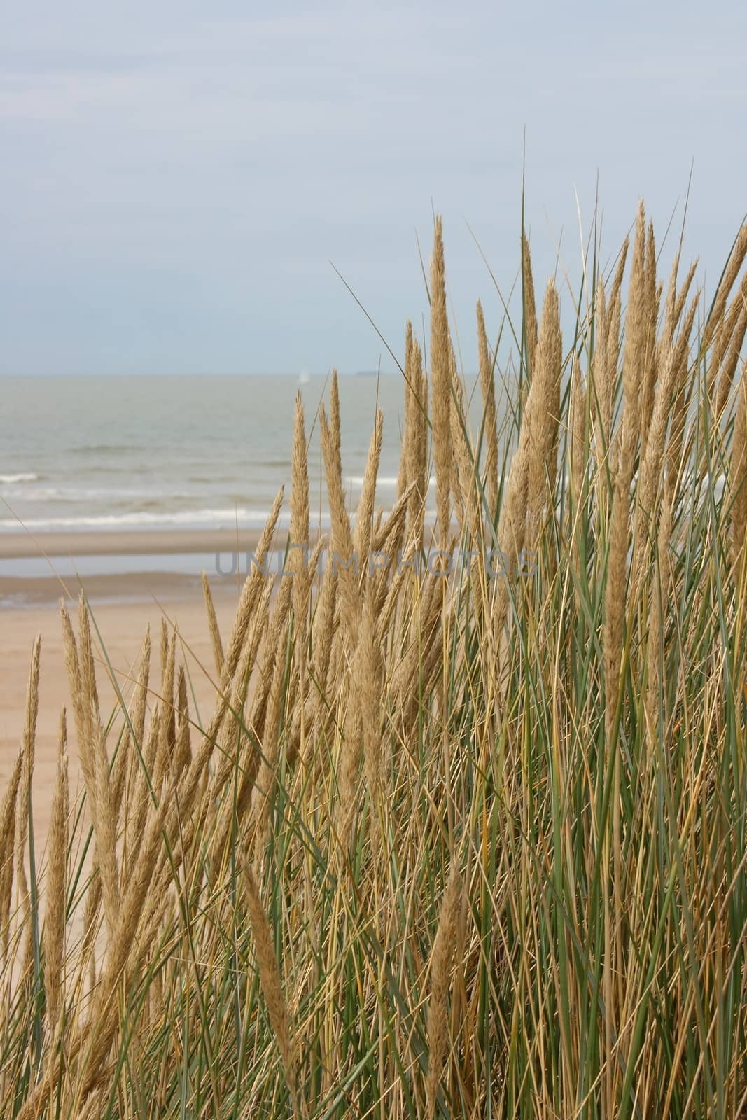 Dune grass with the ocean and sky in the background