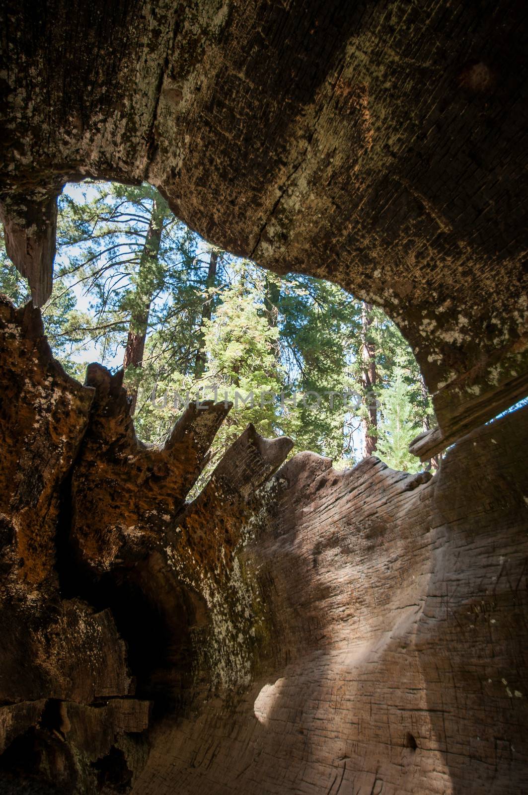 root inside taken from inside to outside Sequoia national park