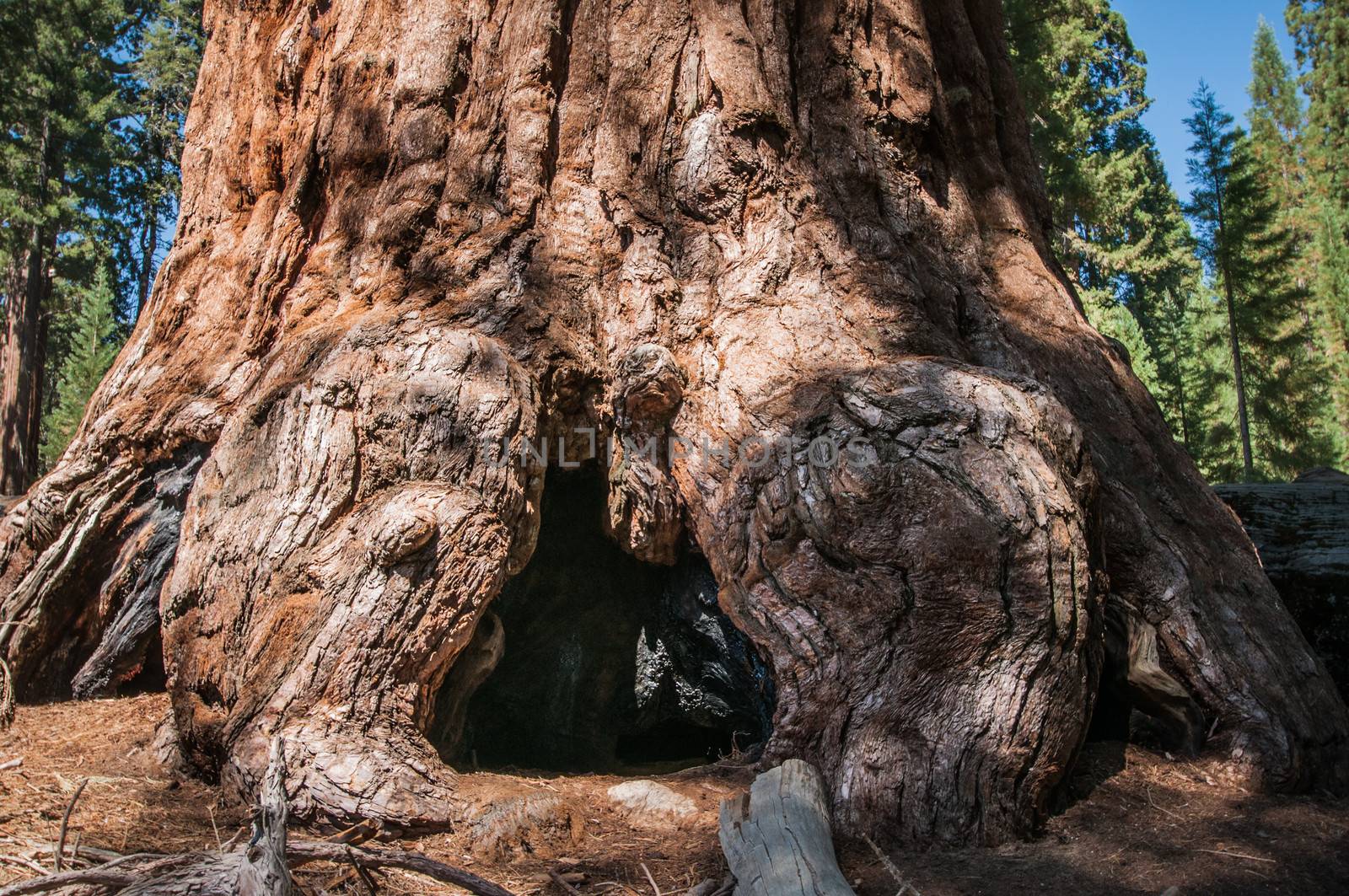 Sequoia bole root by weltreisendertj