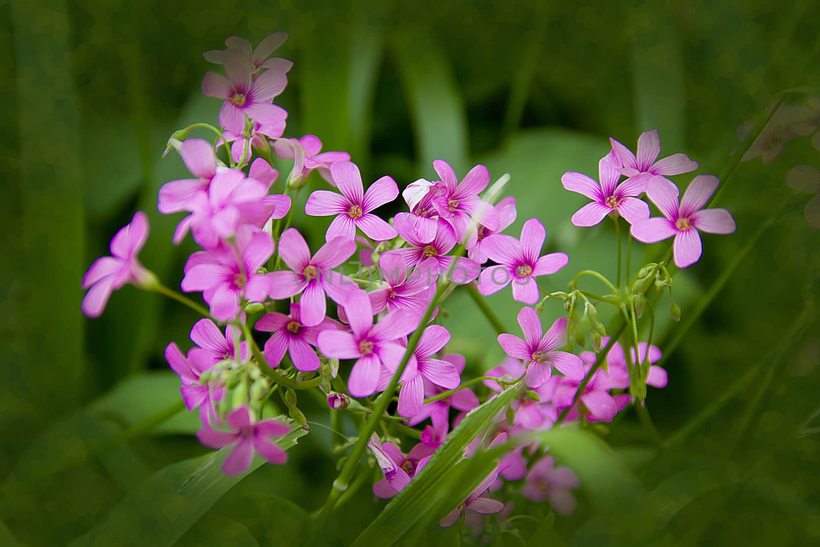 cluster of pink flowers with five petals in green background.