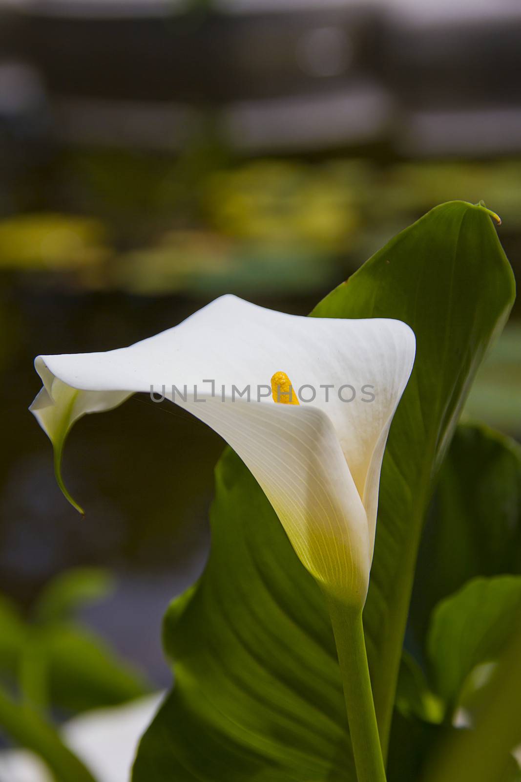 Zantedeschia aethiopica, elegance, righteousness and nobility. by hdcaputo