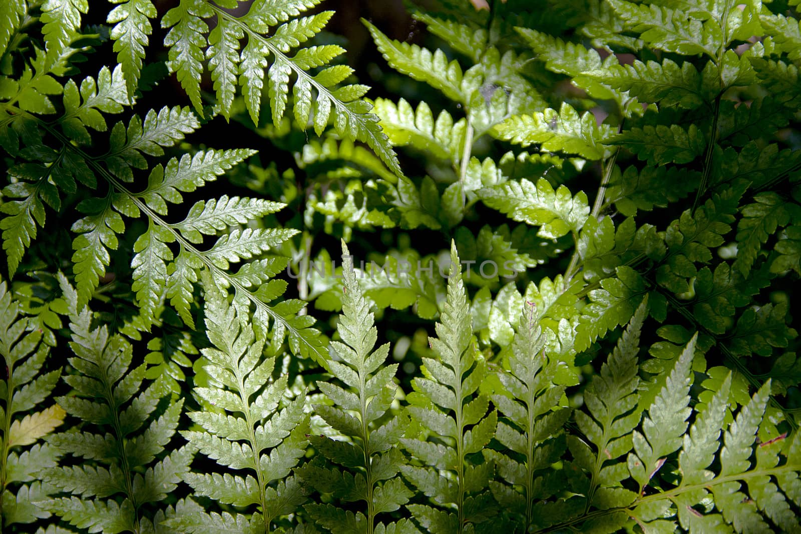 Backgroun ferns in the forest