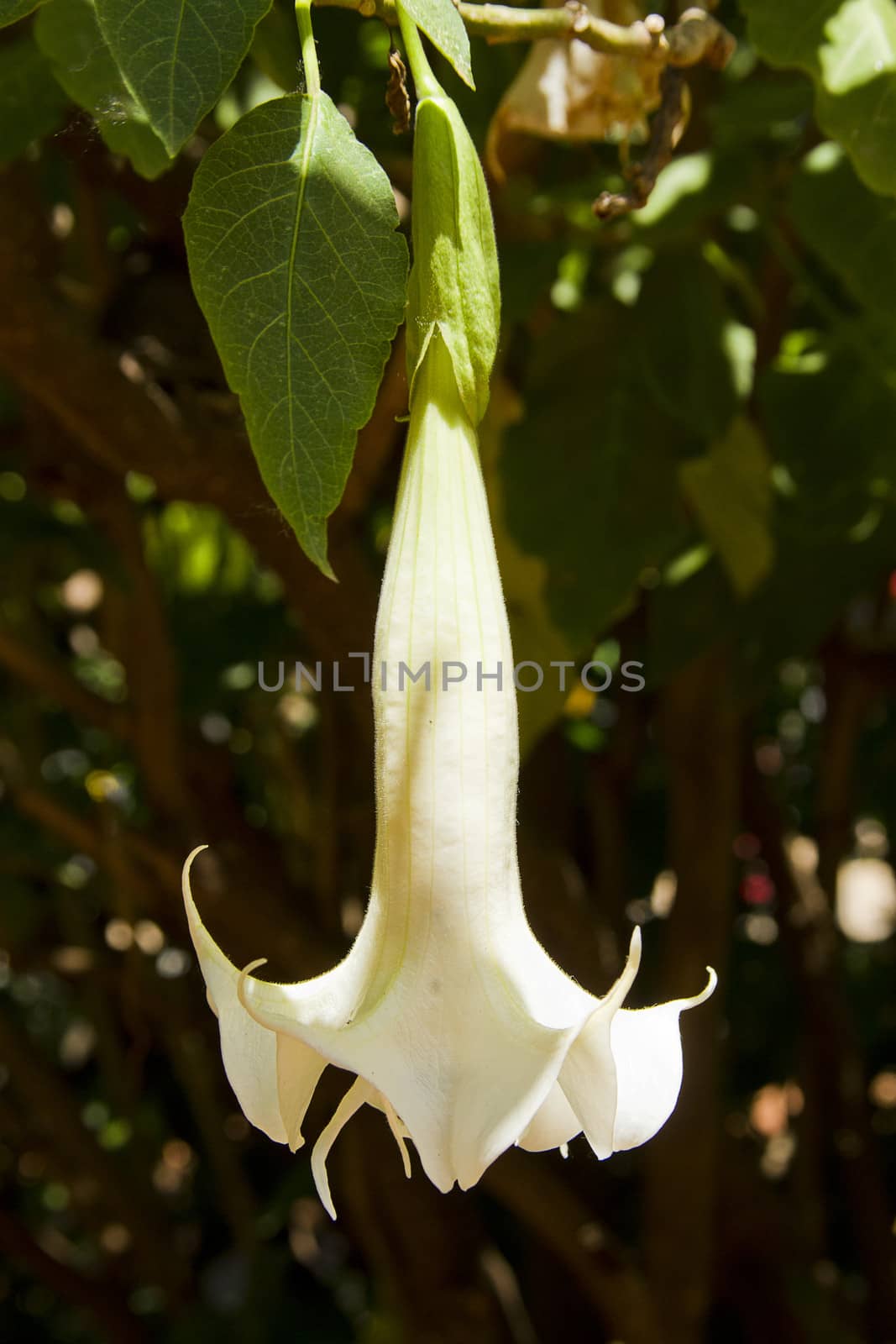 large white flower hanging from a tree with dress form