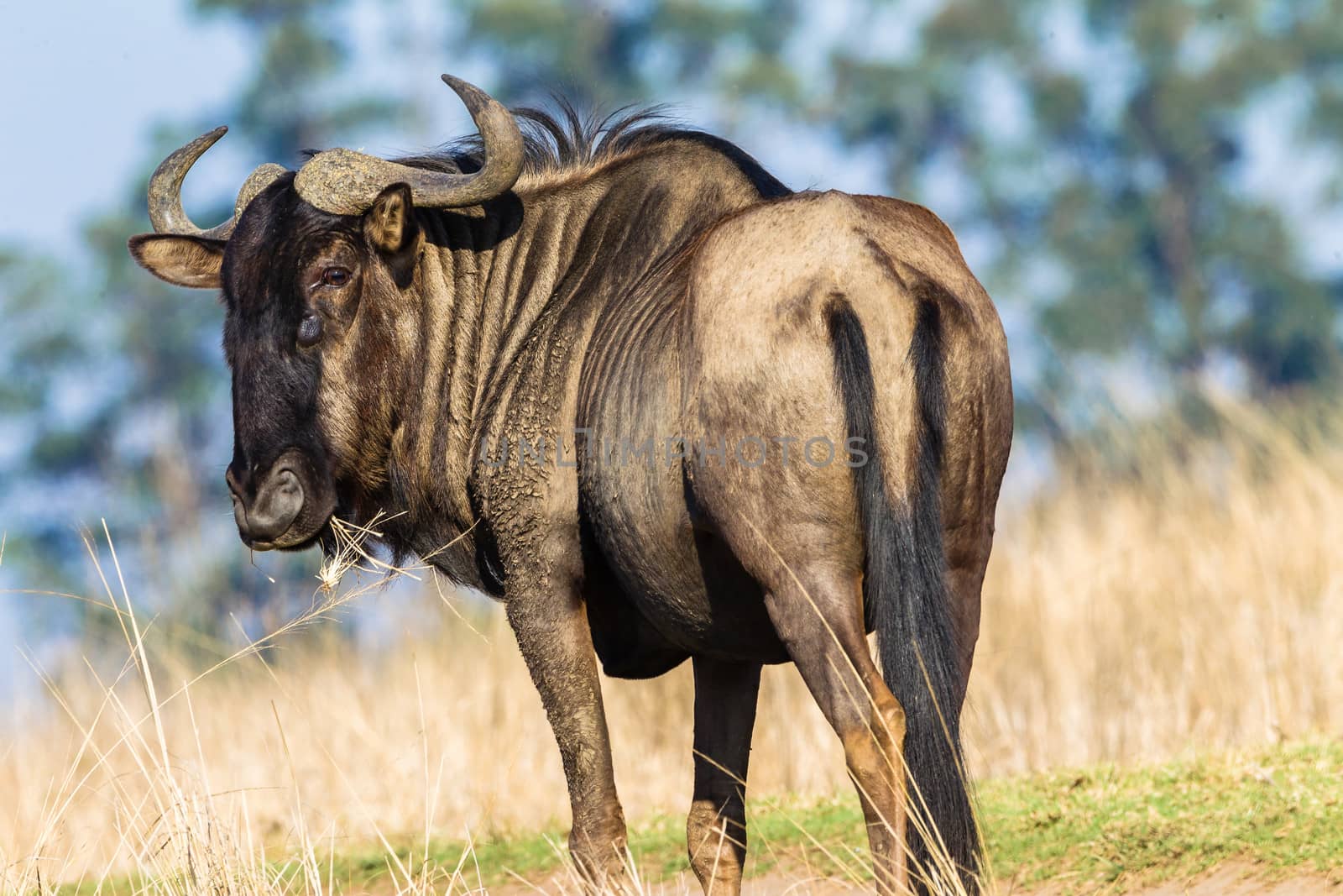 Wildlife Bull Blue Wildebeest Animal by ChrisVanLennepPhoto