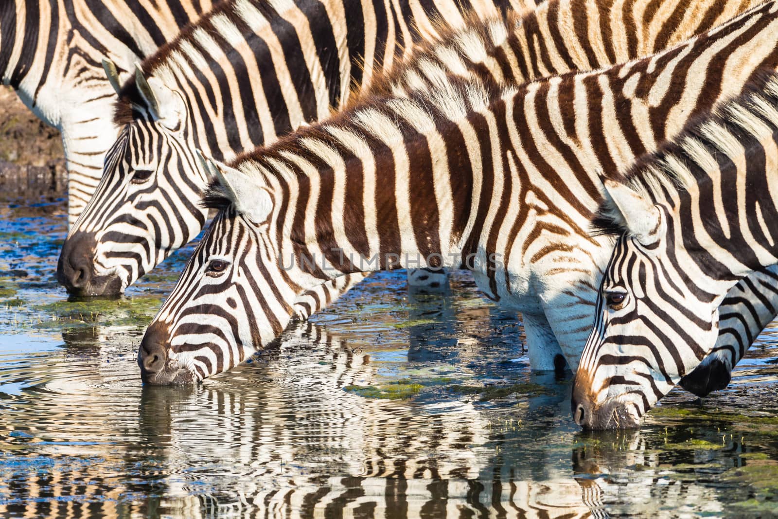 Zebra animal herd drinking at water hole early morning with mirror glass reflections in wildlife park reserve.