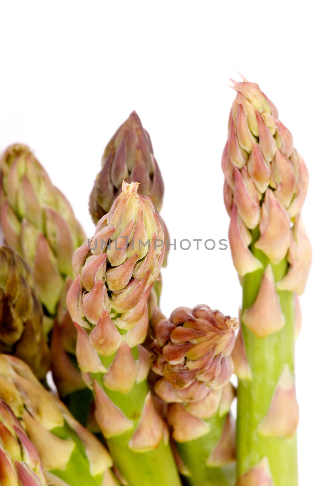 Bunch of Perfect Fresh Raw Asparagus Sprouts isolated on white background