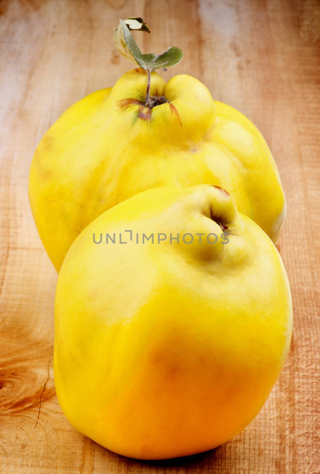 Two Perfect Big Ripe Quinces closeup on Wooden background