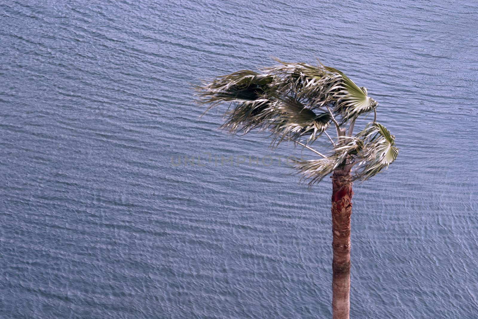 palm tree over  sea water rippled by strong wind