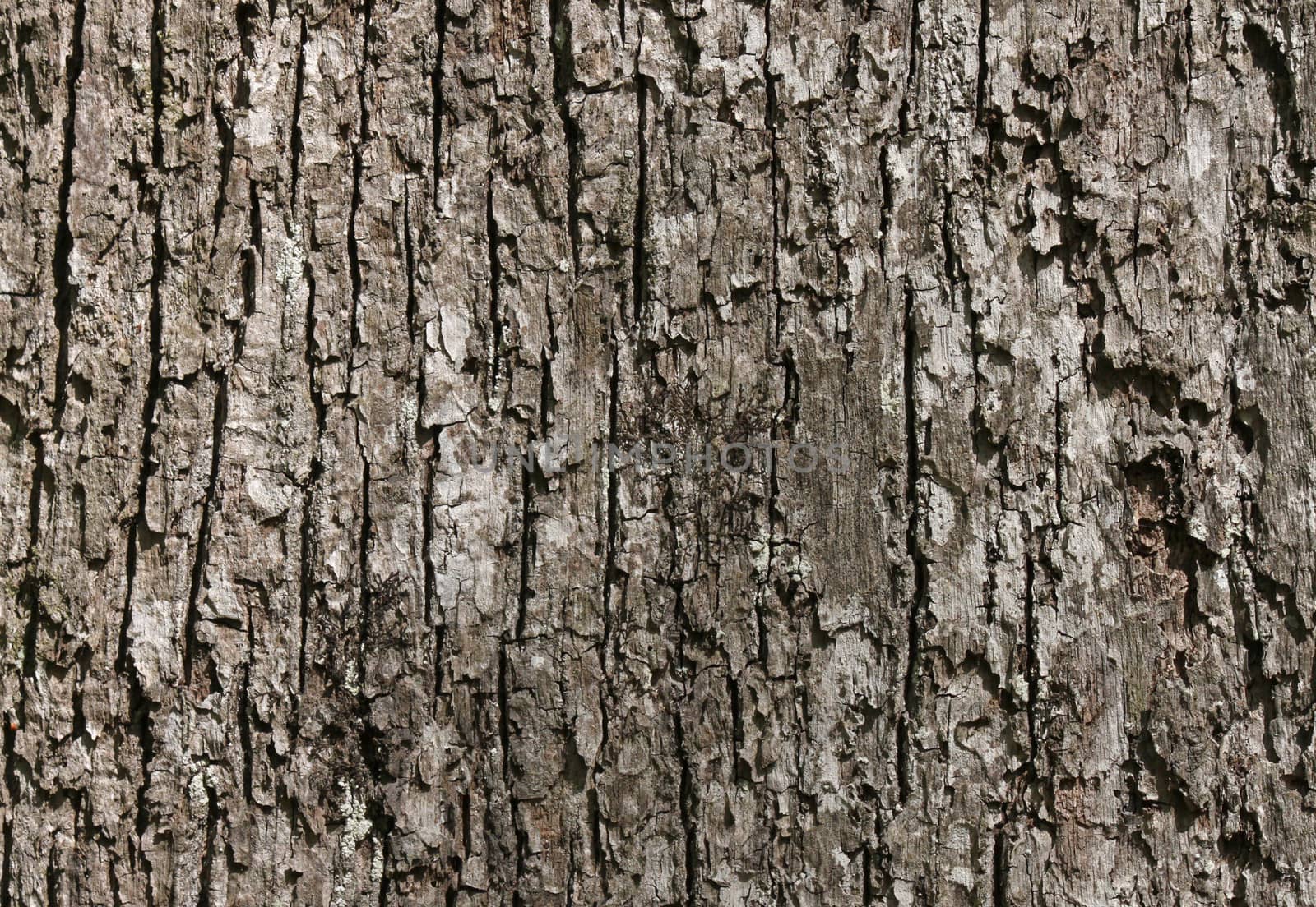 close up of trunk of tree