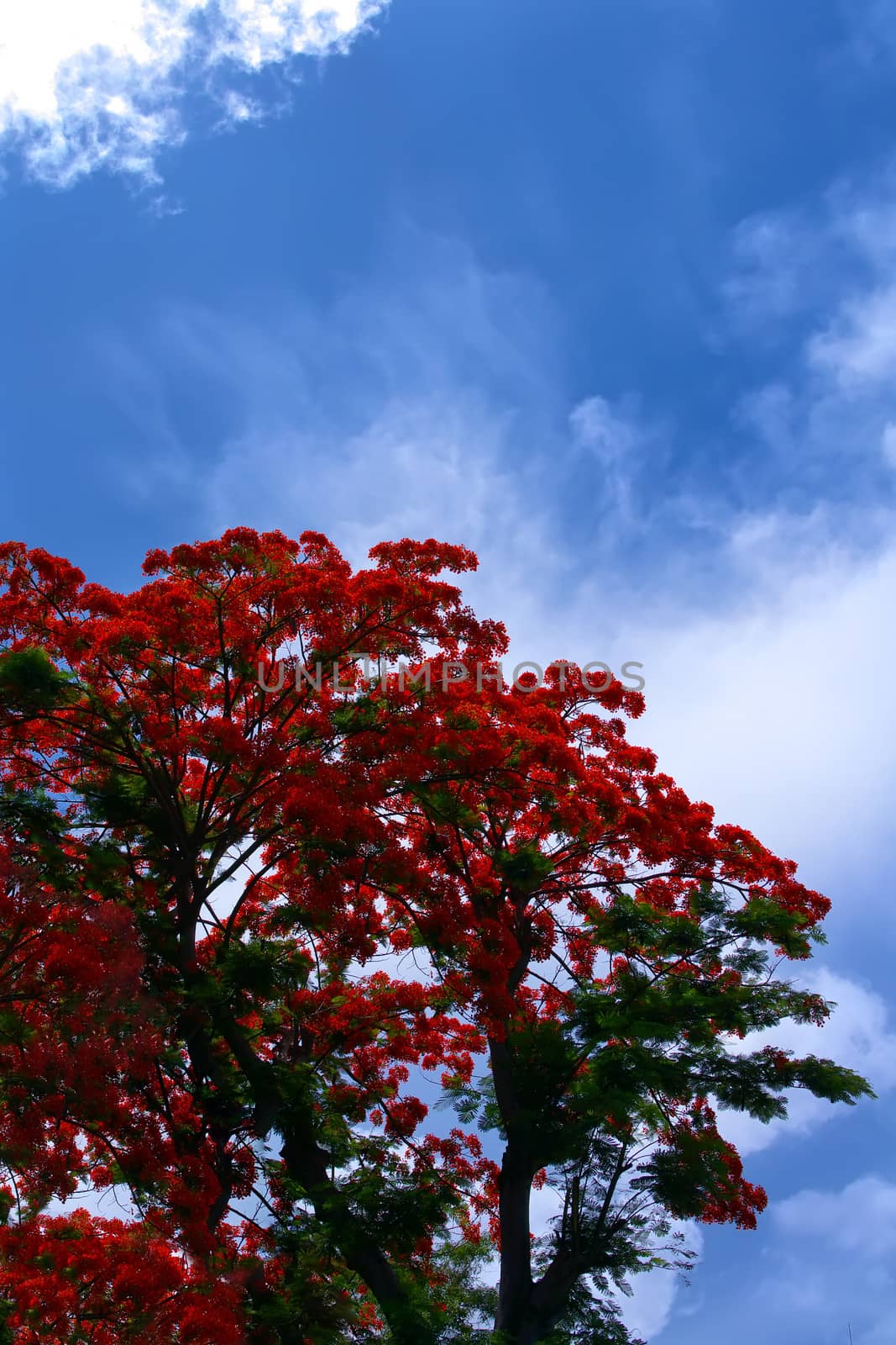 Flamboyant display of flowers. Delonix Regia (syn. Poinciana Regia). Thailand, summer 2013.