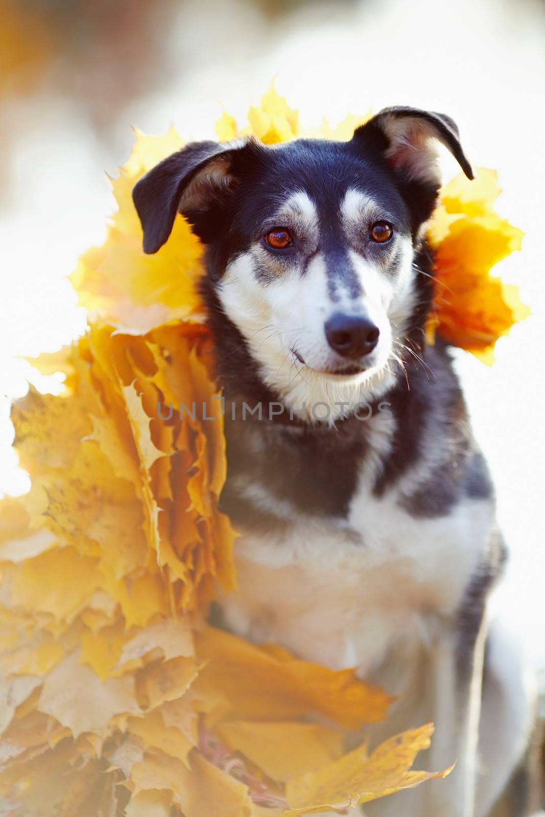 Dog in yellow autumn leaves. Not purebred dog. Doggie on walk. The large not purebred mongrel.