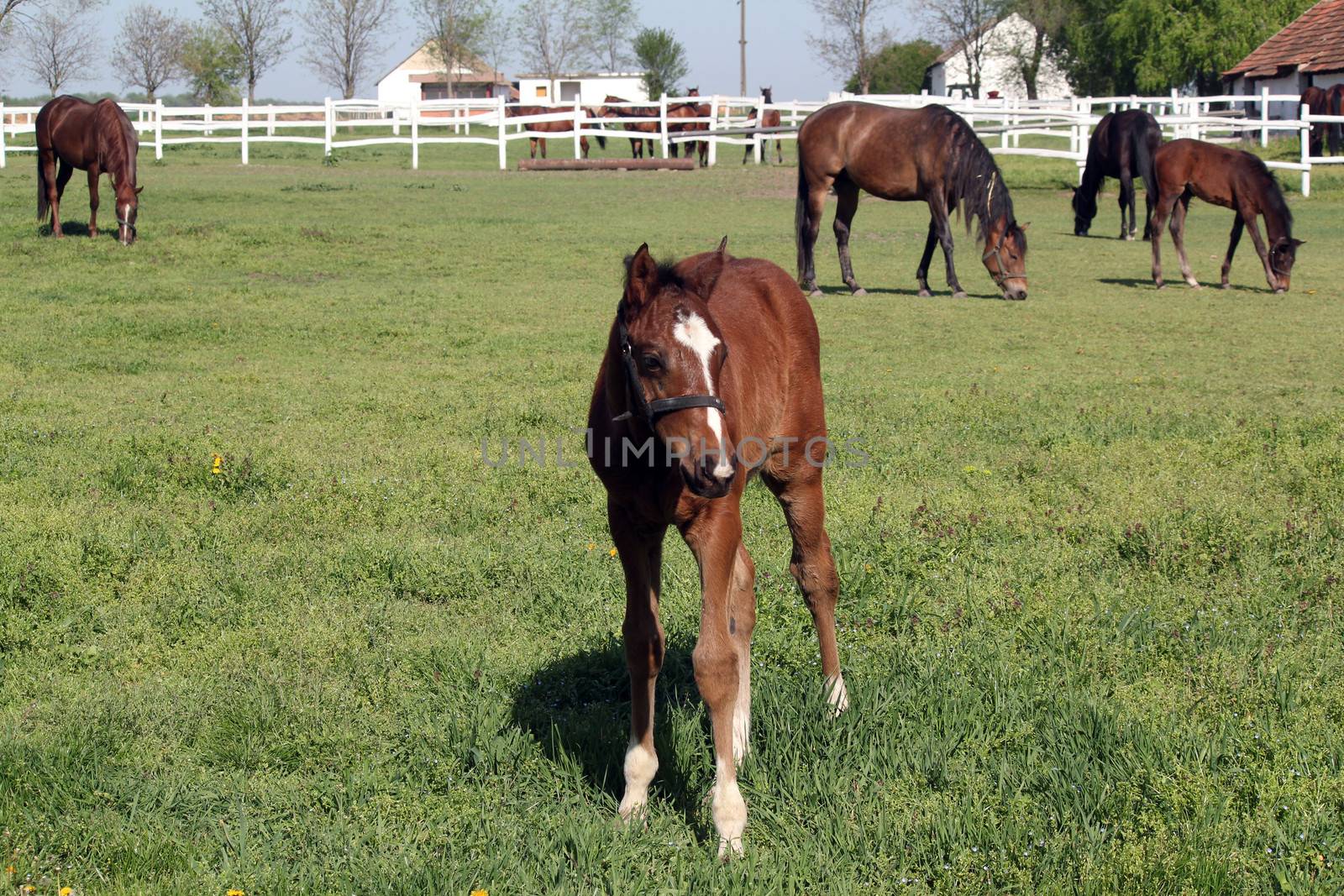 brown foal and horses on farm by goce