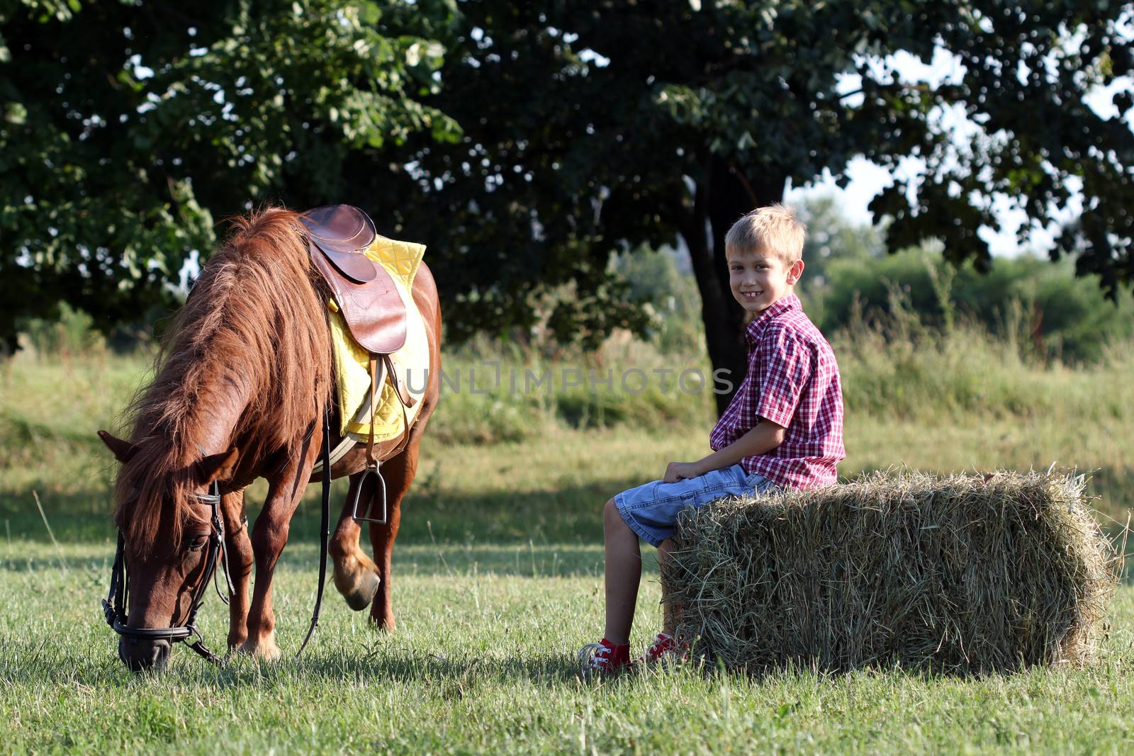 pony horse pet and happy boy