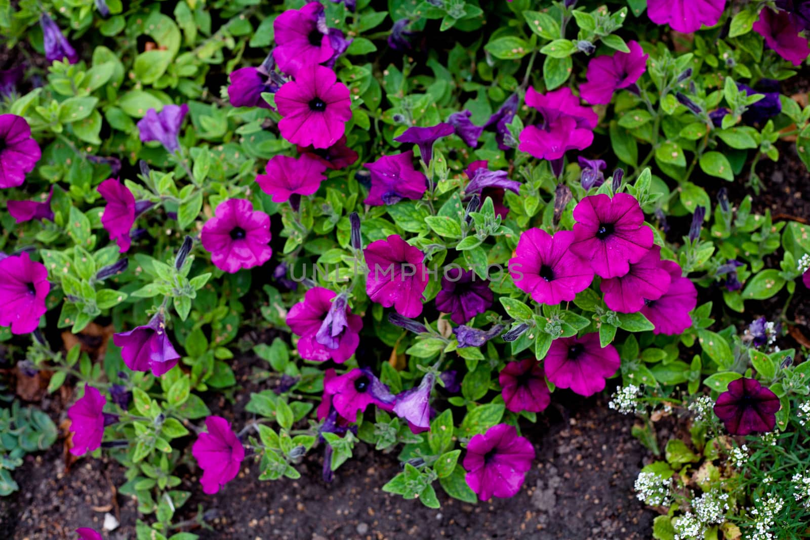Many pink flowers and green leaves on the flowerbad
