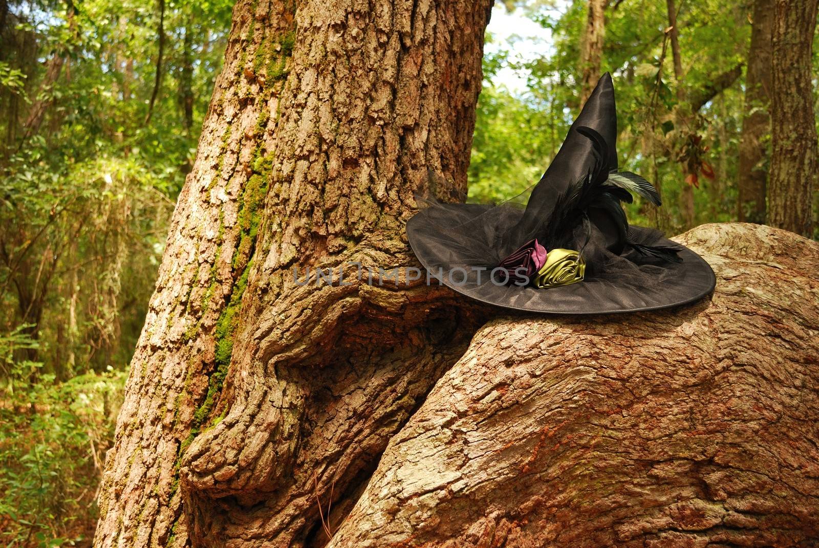 A witch's hat sits in the crook of a large tree in a forest