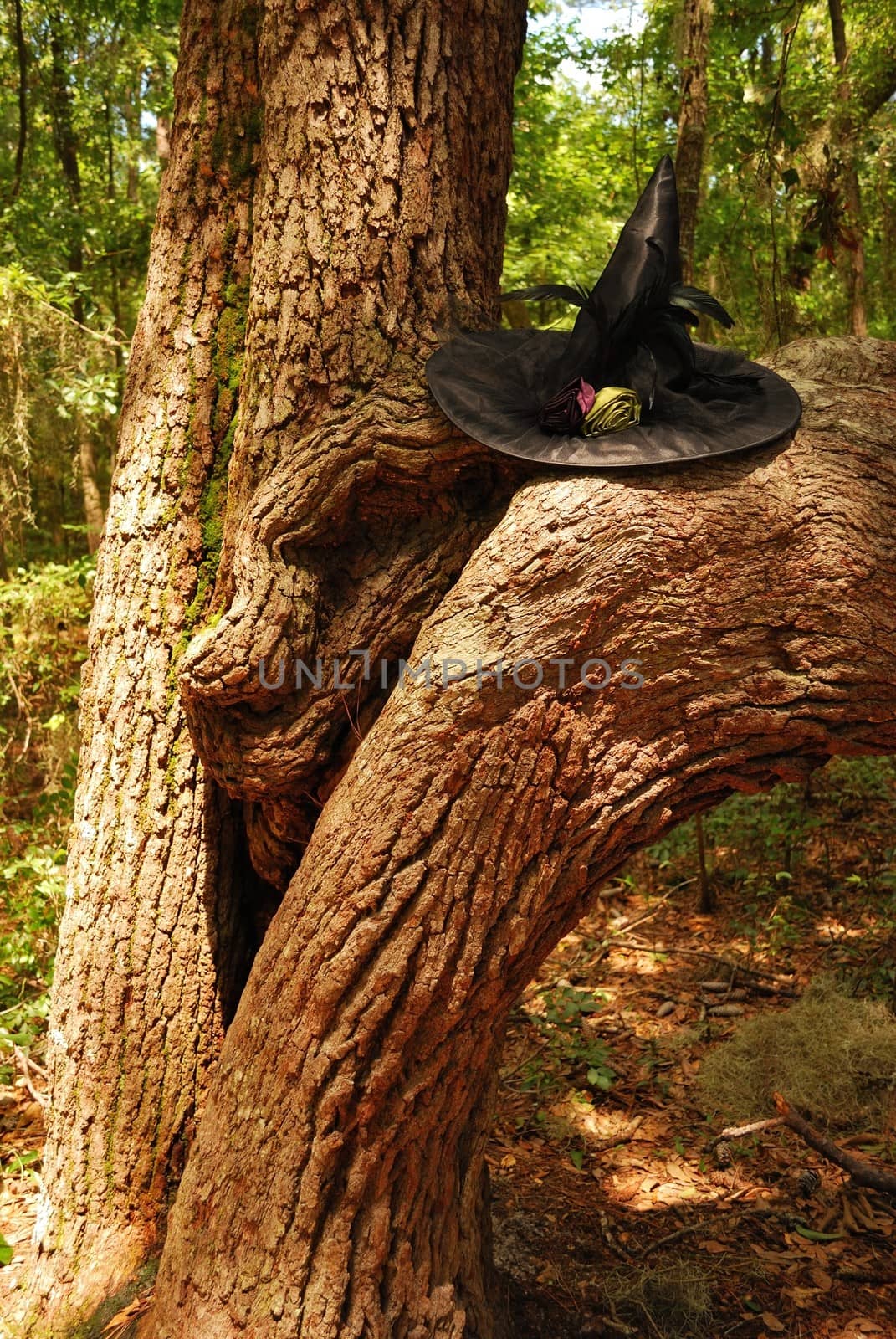 Witch hat in the forest by jackie@debuskphoto.com