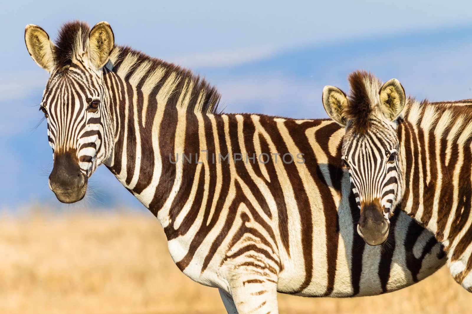 Zebra's Colors Wildlife by ChrisVanLennepPhoto