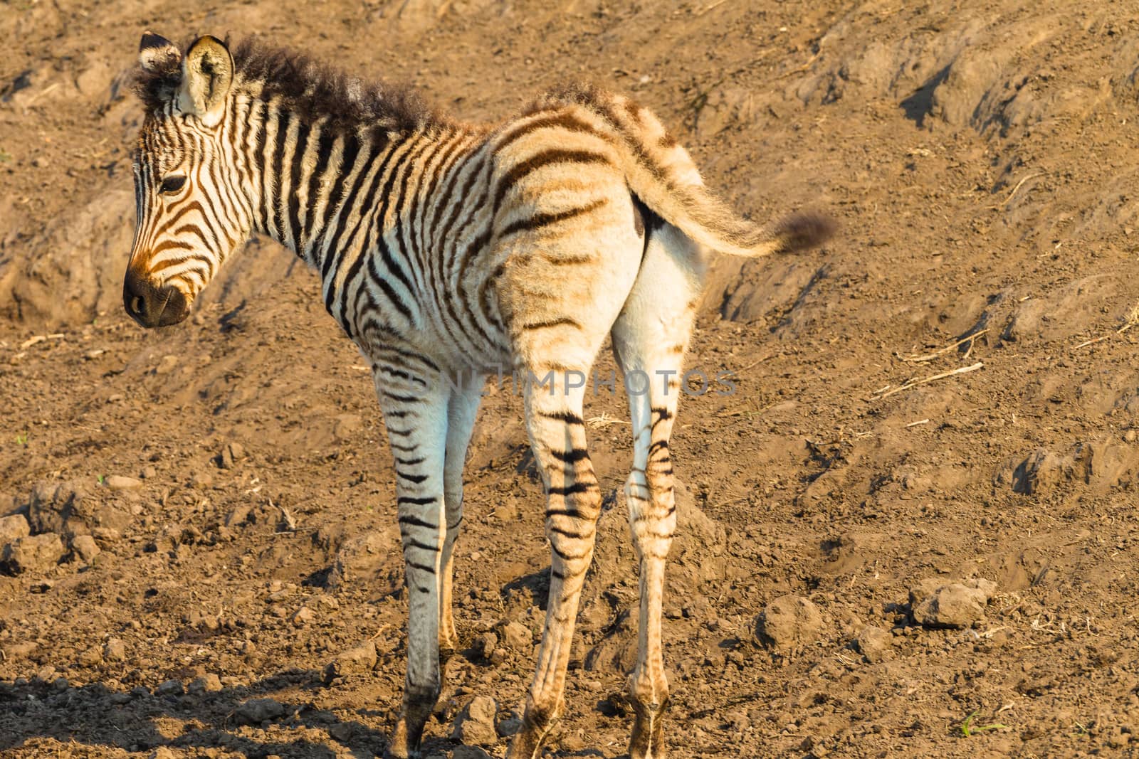 Zebra Calf Wildlife by ChrisVanLennepPhoto