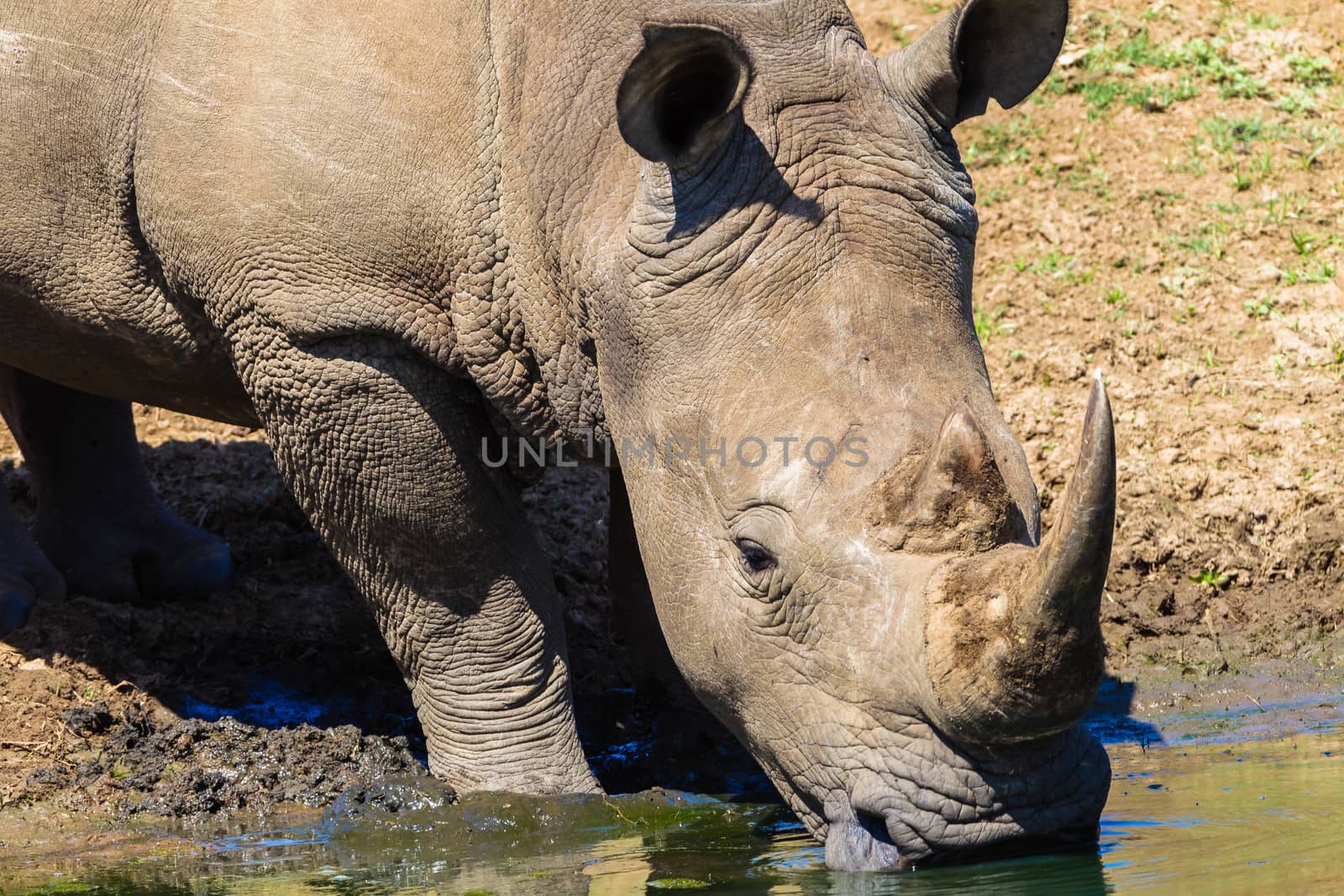 Rhinoceros animal drinking at water hole in wildlife reserve park.