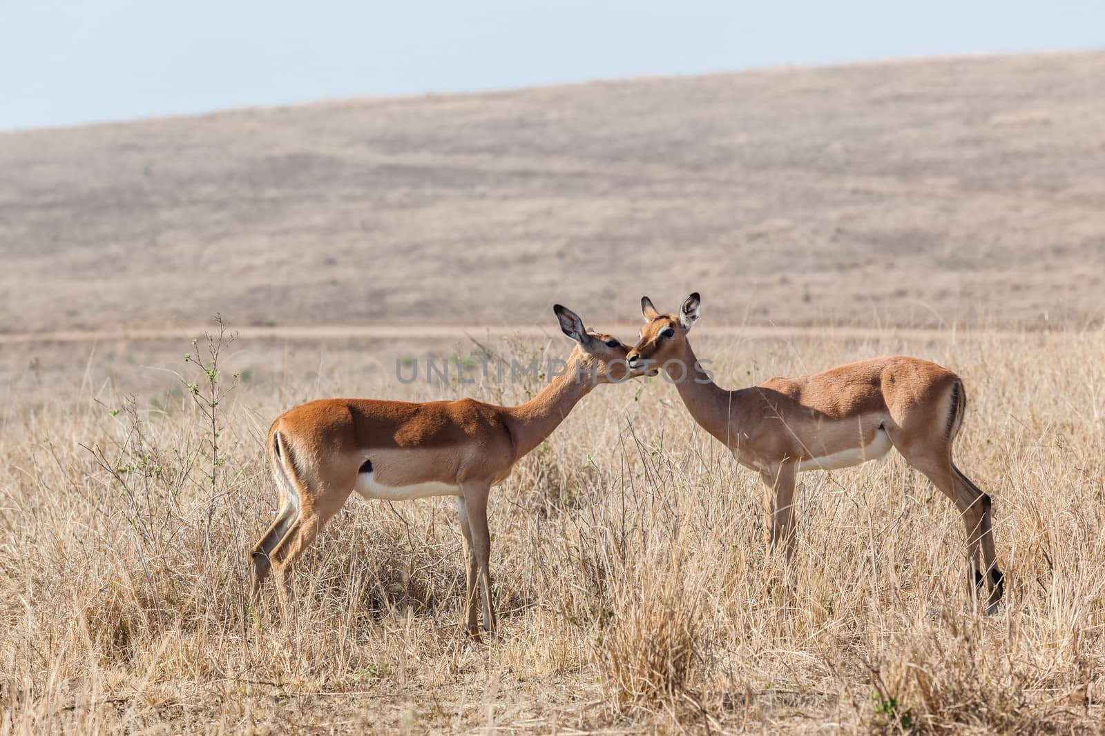 Wildlife Buck Inter-Actions Affections by ChrisVanLennepPhoto