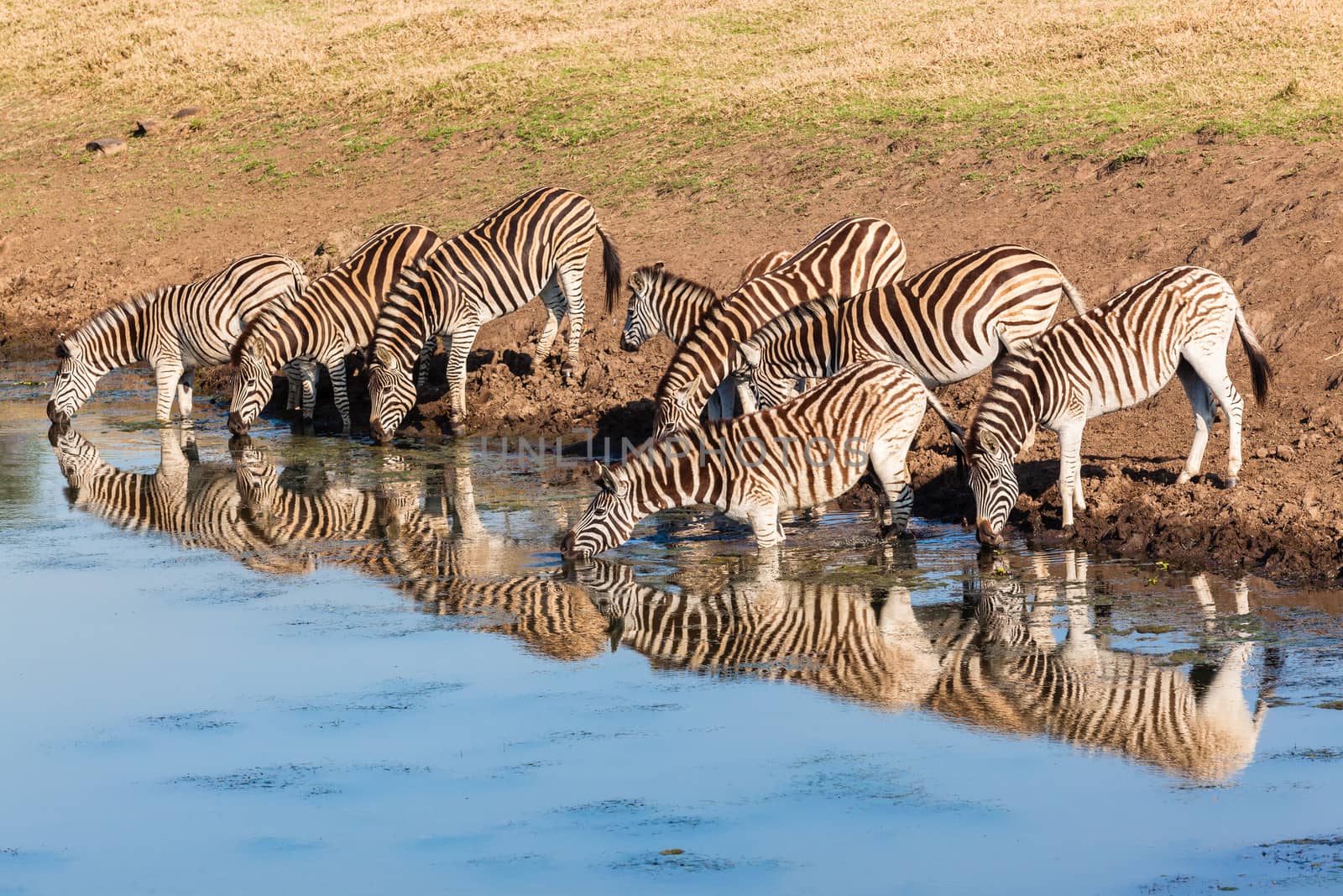 Zebras Wildlife Water Mirror Reflections by ChrisVanLennepPhoto