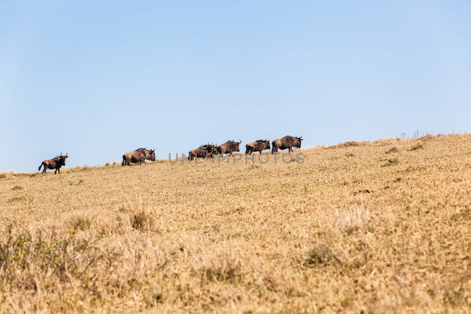 Blue-Wildebeest wildlife animal herd on hillside terrain in park reserve.