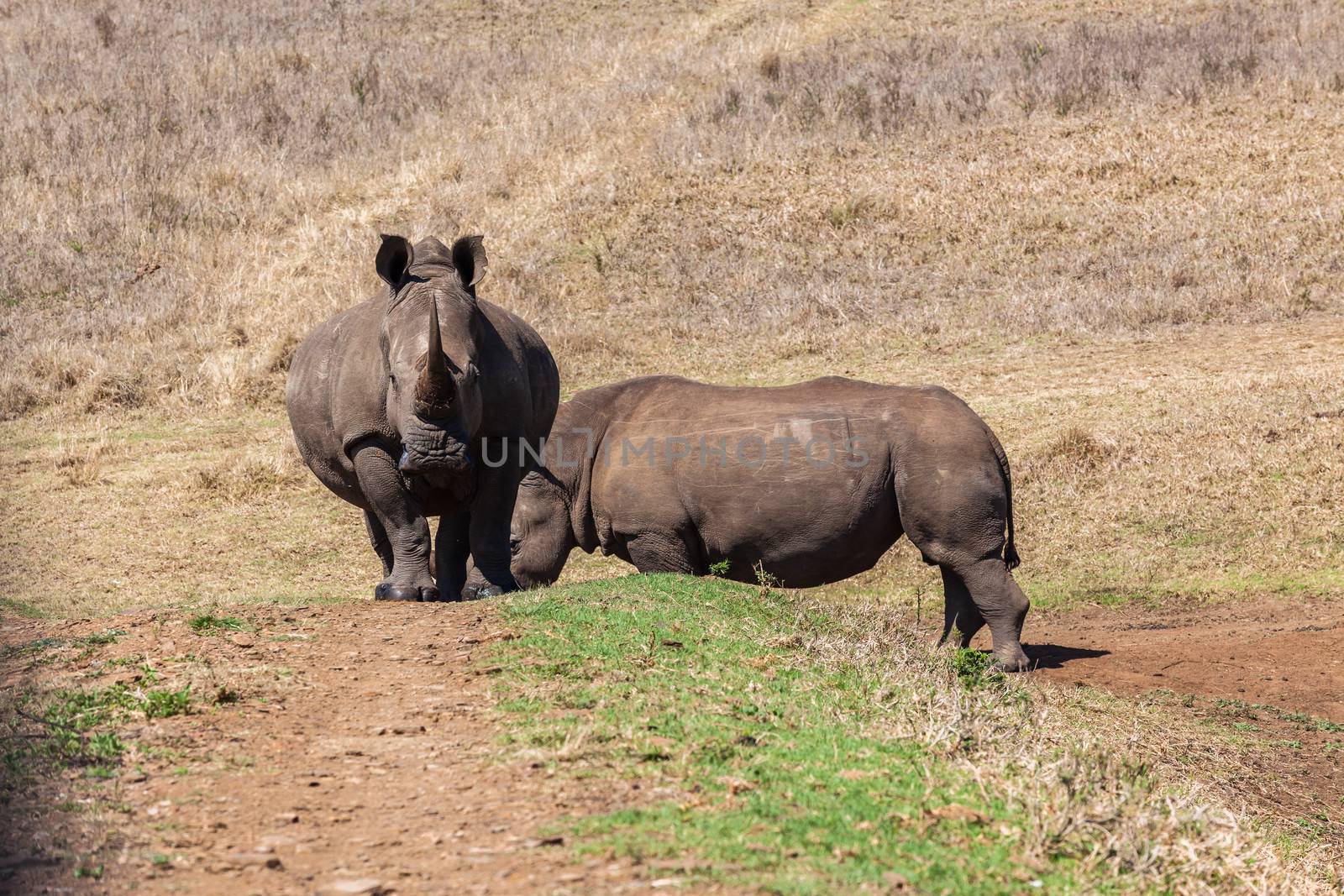 Two Rhino's wildlife animals crossing dam water hole wall head-on towards camera.