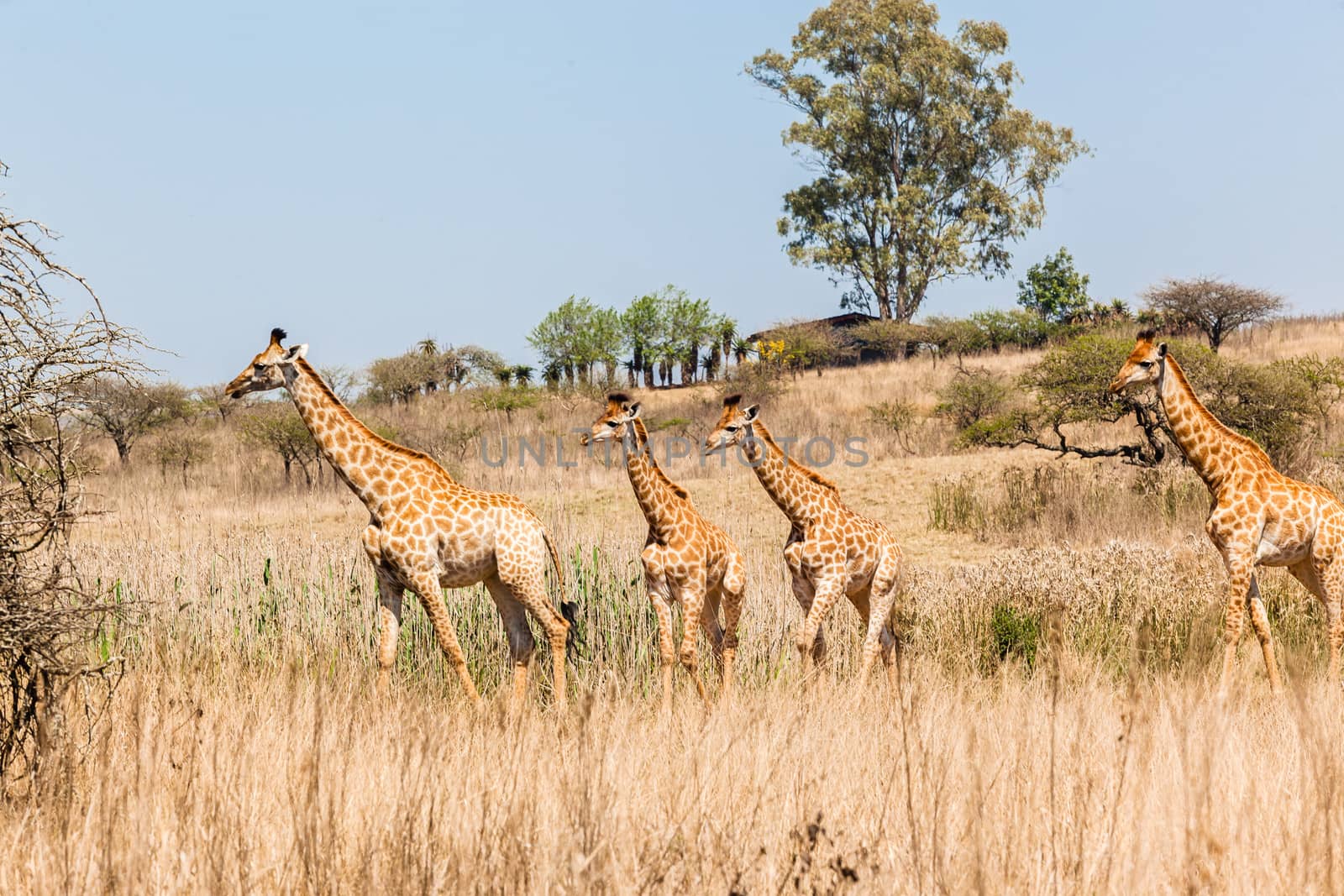 Young giraffe herd moving through the wildlife park reserve vegetation.
