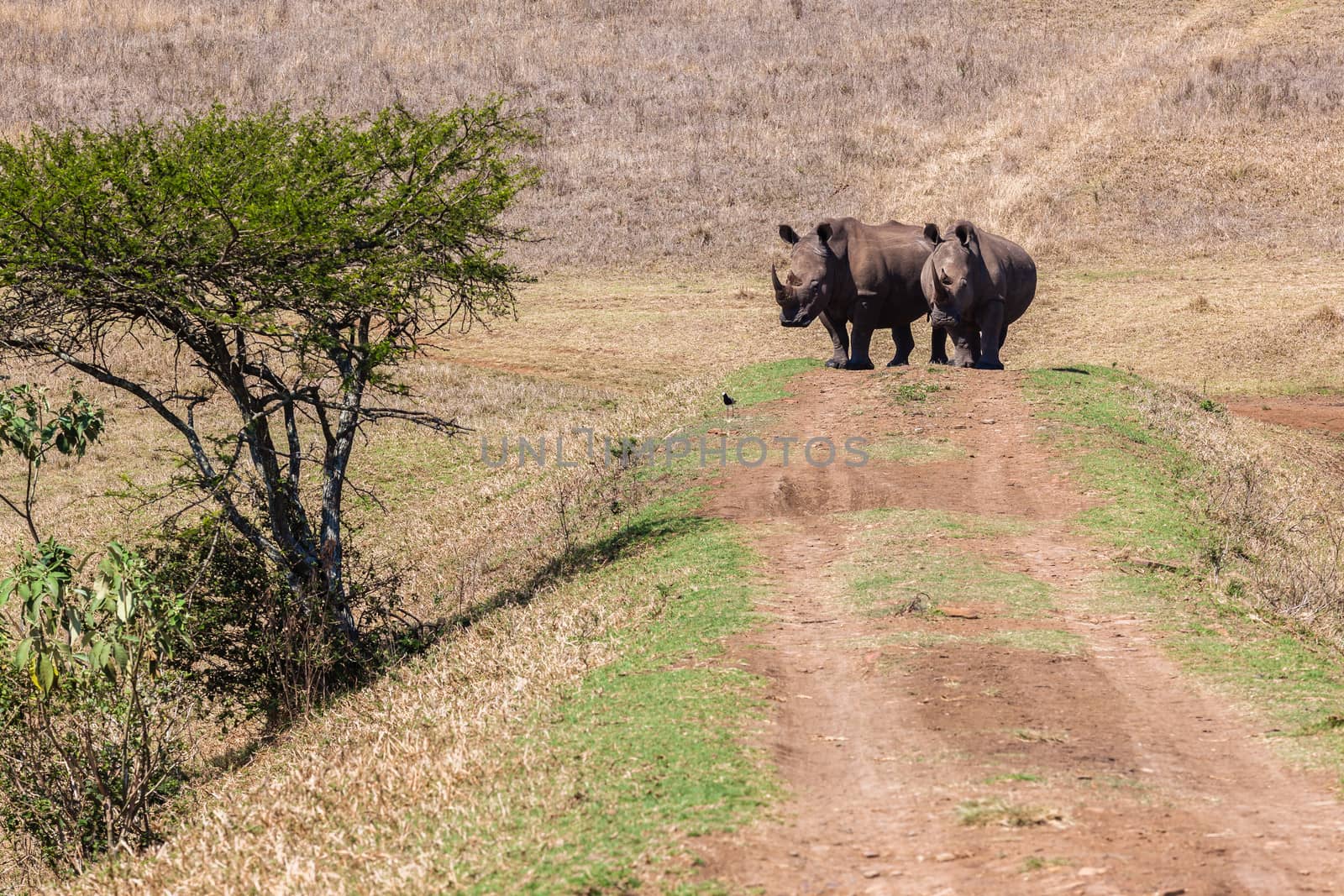 Rhino's Head-On Dirt Road by ChrisVanLennepPhoto