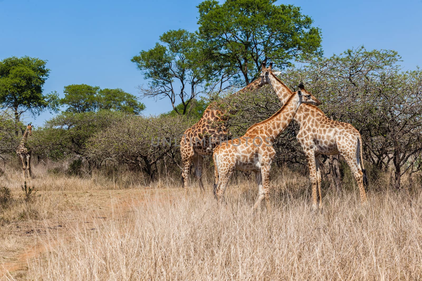 Giraffe Family Calf's Wildlife by ChrisVanLennepPhoto