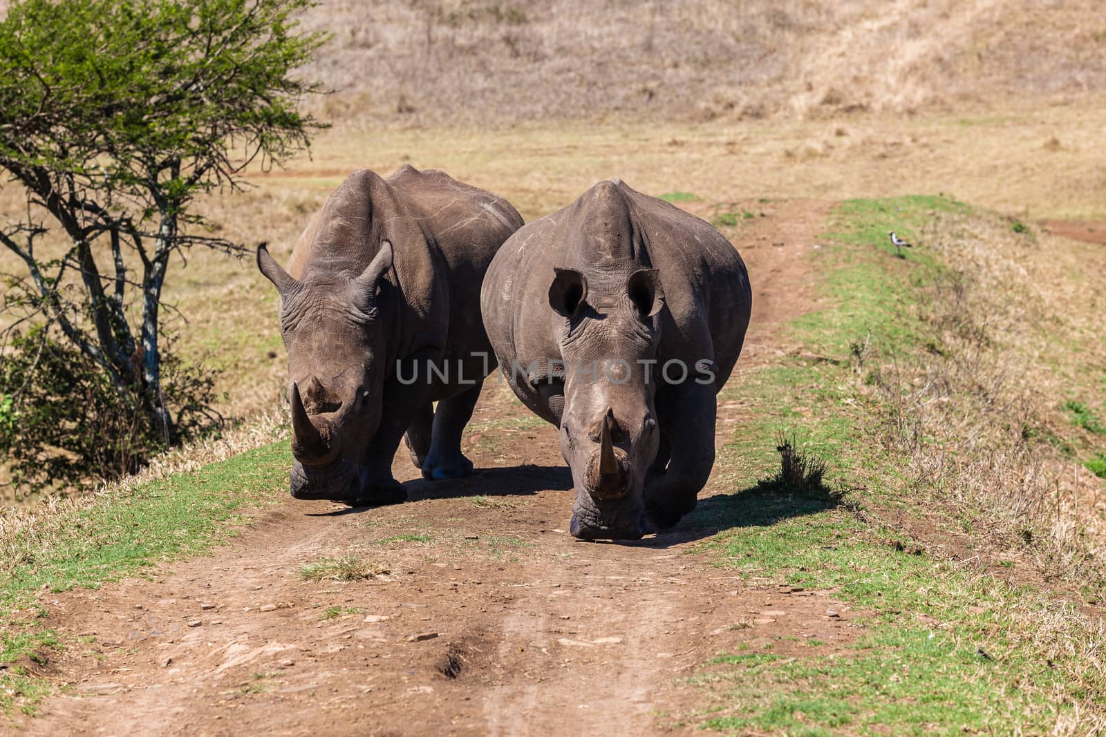 Two Rhino's wildlife animals crossing dam water hole wall head-on towards camera.