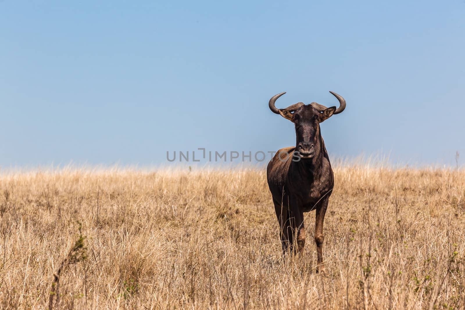 Bull Blue wildebeest animal alone in front of herd in wildlife reserve savannah plains.